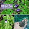 Hạt Giống Cây Nhân Trần