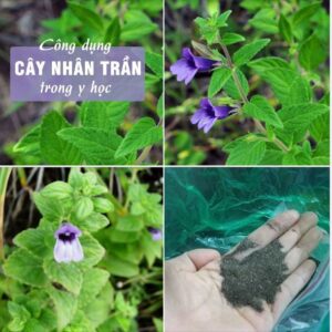 Hạt Giống Cây Nhân Trần