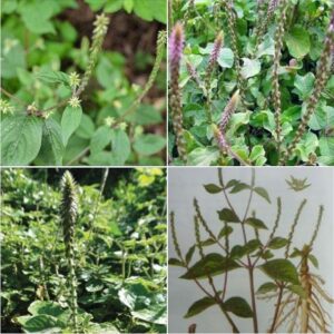 Hạt Giống Cây Ngưu Tất