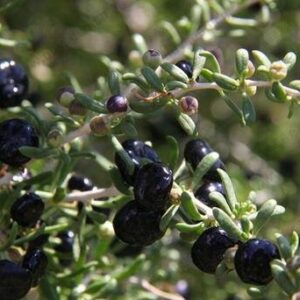Alternative view of Hạt Giống Hắc Kỷ Tử - Black GojiBerry ( Kỷ Tử Đen )