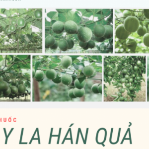 Alternative view of Hạt giống cây la hán quả - 5 hạt