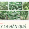 Hạt giống cây la hán quả - 5 hạt
