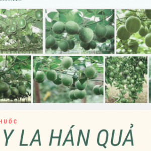 Hạt giống cây la hán quả - 5 hạt