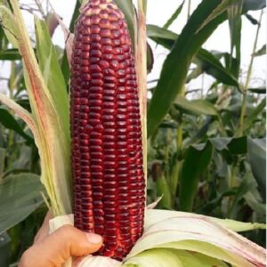 Hạt Giống Ngô Nữ Hoàng Đỏ F1