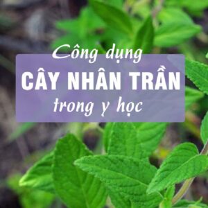 Alternative view of Hạt Giống Cây Nhân Trần