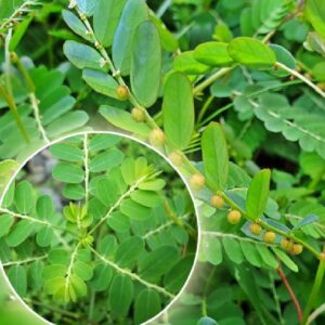 Hạt Giống Diệp Hạ Châu Đắng