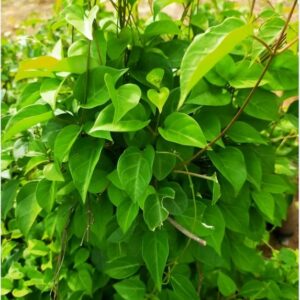 Hạt Giống Lá Giang  - Gói 10 hạt