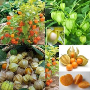 Hạt Giống Thù Lù Nam Mỹ Gold