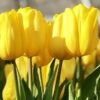 Bộ 5 củ giống hoa tulip màu vàng