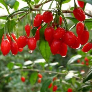 Hạt Giống Quả Câu Kỷ Tử - GojiBerry