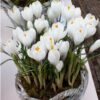Củ Giống Hoa Nghệ Tây Hoa Màu Trắng - 5 Củ