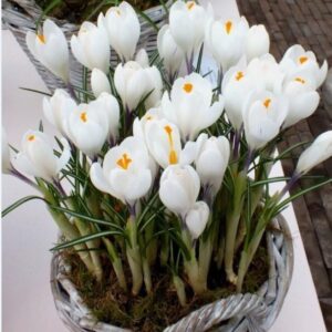 Củ Giống Hoa Nghệ Tây Hoa Màu Trắng - 5 Củ