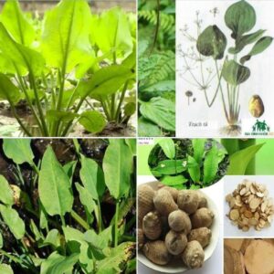 Hạt Giống Trạch Tả