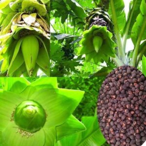 Hạt Giống Cây Chuối Cô Đơn ( Hạt Quả Chuối Cô Đơn)