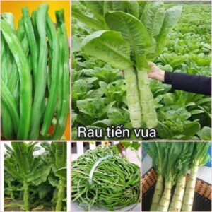 Alternative view of Gói 2000 Hạt - Hạt giống rau tiến vua ( hạt giống rau ngó xuân )