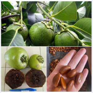 Alternative view of Hạt giống cây Hồng Socola