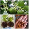 Hạt giống cây Hồng Socola