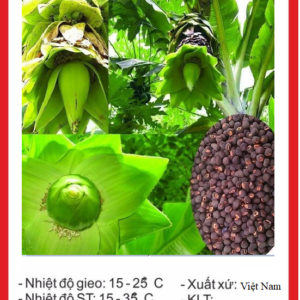 Alternative view of Hạt Giống Cây Chuối Cô Đơn ( Hạt Quả Chuối Cô Đơn)
