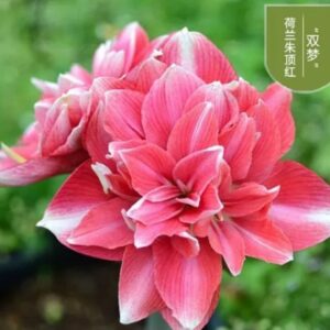Alternative view of Củ giống hoa lan huệ kép hà lan hoa màu hồng viền D24 - 1 củ