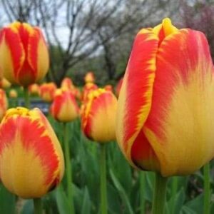 Alternative view of Bộ 5 củ giống hoa tulip hoa màu cam