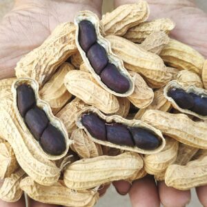 Alternative view of Hạt giống lạc đen Đài Loan - Gói 15gram
