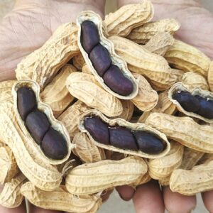 Hạt giống lạc đen Đài Loan - Gói 15gram