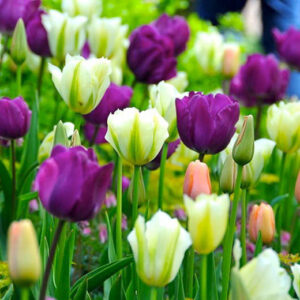 Alternative view of Bộ 5 củ giống hoa tulip màu tím