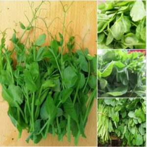 Alternative view of Hạt Giống Rau Đậu Hà Lan Siêu Ngọn (30gram)