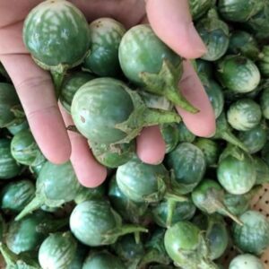 Hạt Giống Cà Đắng Tây Nguyên
