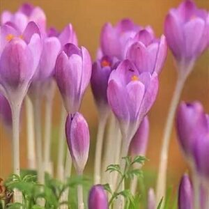 Củ Giống Hoa Nghệ Tây Hoa Màu Hồng - 5 Củ