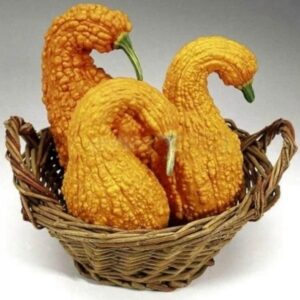 Hạt giống bí thiên nga F1
