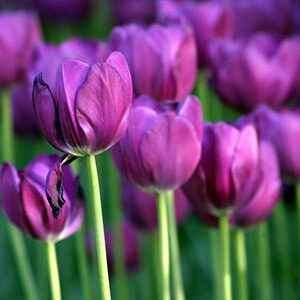 Bộ 5 củ giống hoa tulip màu tím