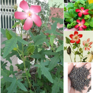 Hạt Giống Sâm Bố Chính