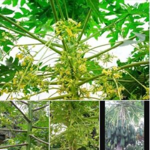 Hạt Giống Cây Đu Đủ Đực