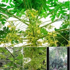 Hạt Giống Cây Đu Đủ Đực