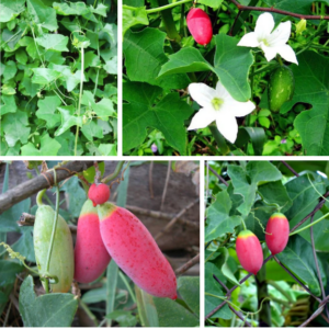 Hạt Giống Cây Bình Bát Dây