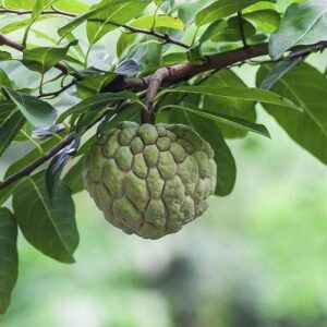 Hạt Giống Cây Na Dai ( Mãng Cầu Ta )