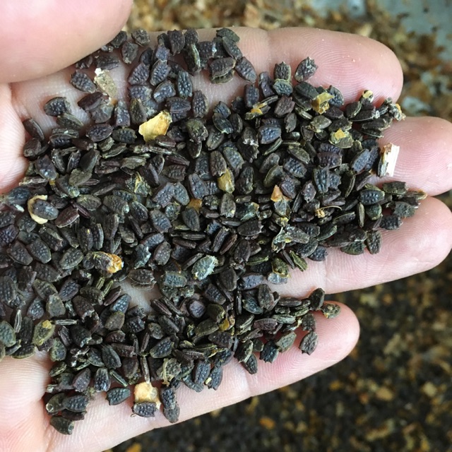 Hạt giống lạc tiên (dây lạc tiên, chùm bao) - Ảnh 8