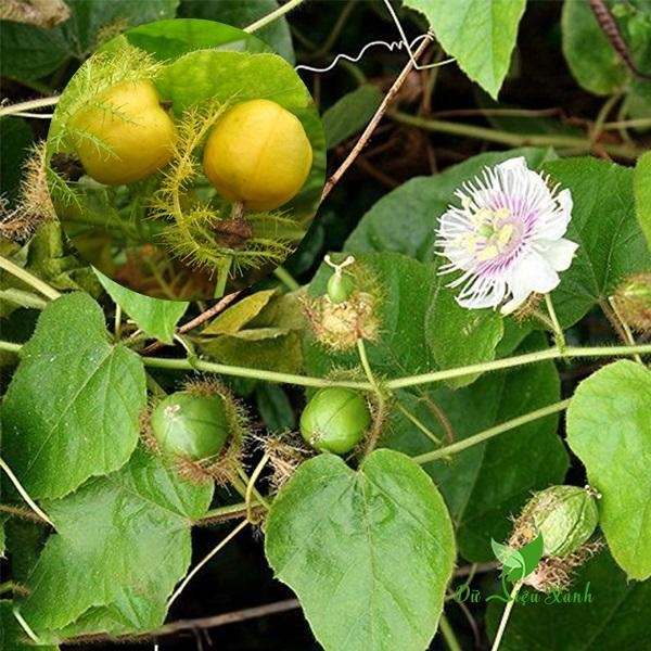 Hạt giống lạc tiên (dây lạc tiên, chùm bao)