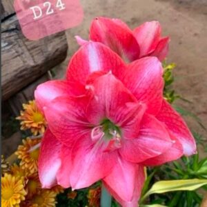 Củ giống hoa lan huệ kép hà lan hoa màu hồng viền D24 - 1 củ
