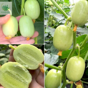 Alternative view of Hạt Giống Dưa chuột ngọc nữ, dưa leo mini - Gói 10 Hạt