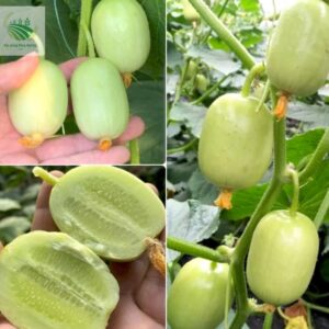 Hạt Giống Dưa chuột ngọc nữ, dưa leo mini - Gói 10 Hạt