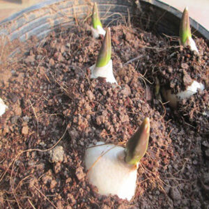 Alternative view of Bộ 10 Củ Giống Hoa Tulip Nhiều Màu