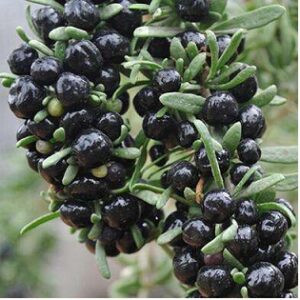Hạt Giống Hắc Kỷ Tử - Black GojiBerry ( Kỷ Tử Đen )