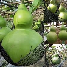 Hạt Giống Bầu Hồ Lô Khổng Lồ - Gói 5 Hạt