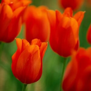 Bộ 5 củ giống hoa tulip hoa màu cam