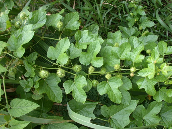 Hạt giống lạc tiên (dây lạc tiên, chùm bao) - Ảnh 3