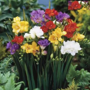 Củ Giống Hoa Lan Nam Phi Nhiều Màu ( Bộ 5 củ )