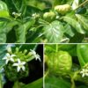 Hạt Giống Cây Nhàu