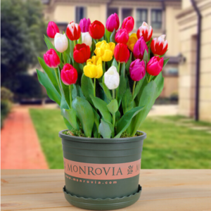 Bộ 10 Củ Giống Hoa Tulip Nhiều Màu